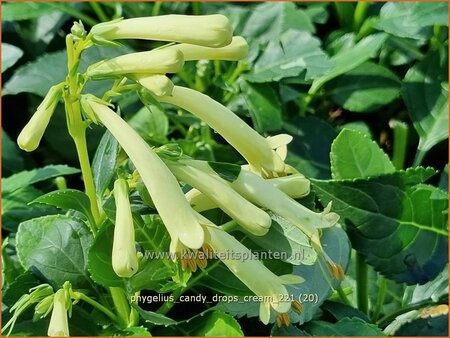 Phygelius &#39;Candy Drops Cream&#39;