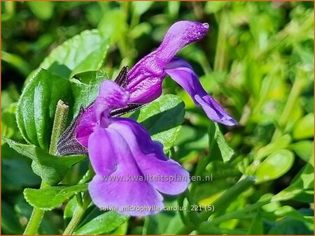 Salvia microphylla 'Carolus'