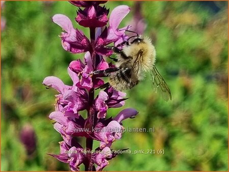 Salvia nemorosa &#39;Caradonna Pink&#39;