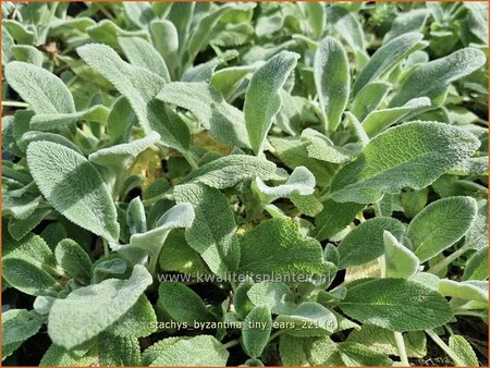 Stachys byzantina &#39;Tiny Ears&#39;