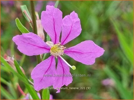 Lythrum virgatum &#39;Helène&#39;