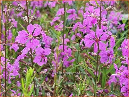 Lythrum virgatum &#39;Helène&#39;