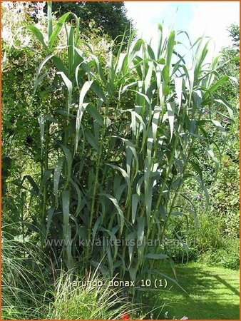 Arundo donax (pot 11 cm)