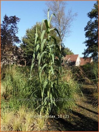 Arundo donax (pot 11 cm)