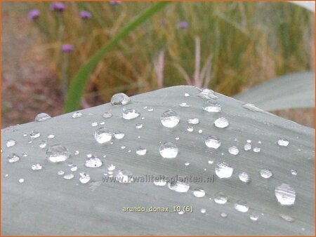 Arundo donax (pot 11 cm)