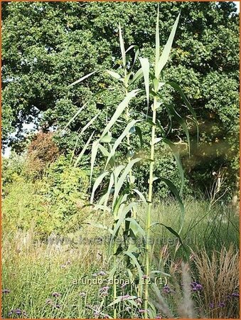 Arundo donax (pot 11 cm)