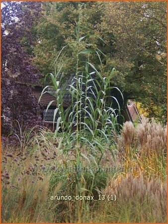 Arundo donax (pot 11 cm)