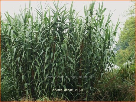 Arundo donax (pot 11 cm)