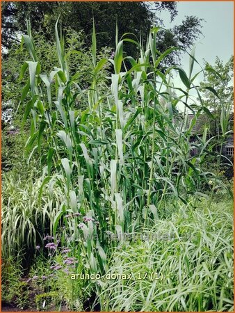 Arundo donax (pot 11 cm)