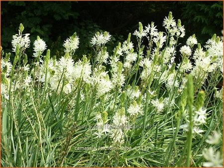 Camassia leichtlinii &#39;Alba&#39; (pot 11 cm)