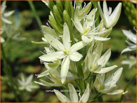 Camassia leichtlinii &#39;Alba&#39; (pot 11 cm)