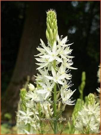 Camassia leichtlinii &#39;Alba&#39; (pot 11 cm)