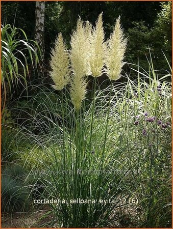 Cortaderia selloana &#39;Evita&#39; (pot 11 cm)