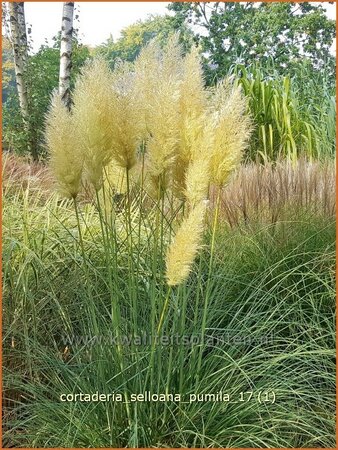 Cortaderia selloana &#39;Pumila&#39; (pot 11 cm)