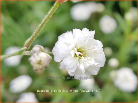 Gypsophila paniculata &#39;Festival White Flare&#39; (pot 11 cm)