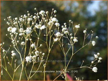 Gypsophila paniculata &#39;Bristol Fairy&#39; (pot 11 cm)