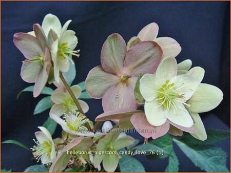 Helleborus nigercors &#39;Candy Love&#39; (pot 11 cm)