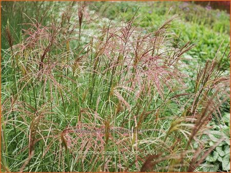 Miscanthus sinensis &#39;Nippon&#39; (pot 11 cm)