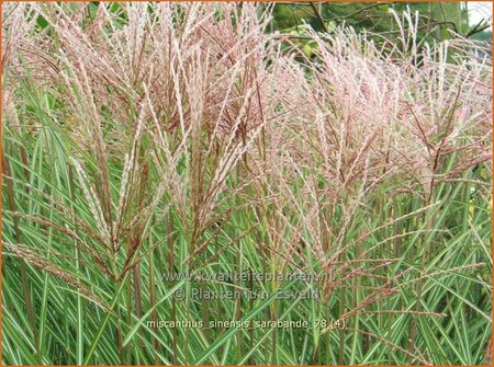 Miscanthus sinensis &#39;Sarabande&#39; (pot 11 cm)