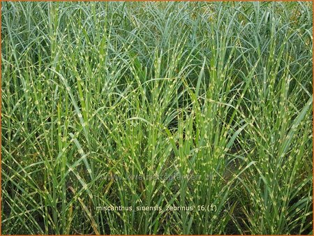 Miscanthus sinensis &#39;Zebrinus&#39; (pot 11 cm)