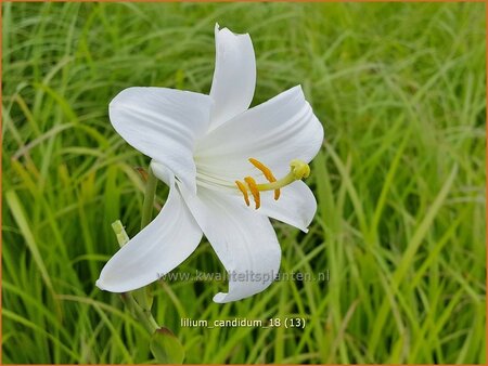 Lilium candidum (pot 11 cm)