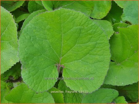 Petasites fragrans