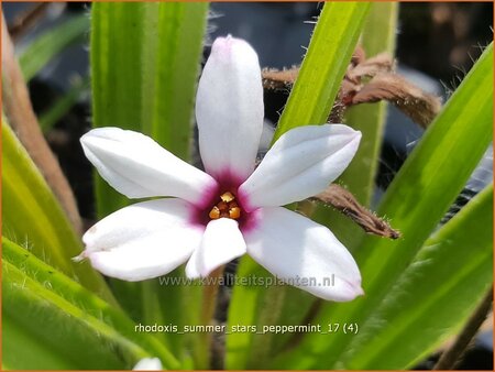 Rhodoxis &#39;Summer Stars Peppermint&#39;