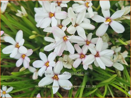 Rhodoxis &#39;Summer Stars Peppermint&#39;