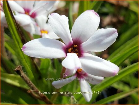 Rhodoxis &#39;Summer Stars Peppermint&#39;