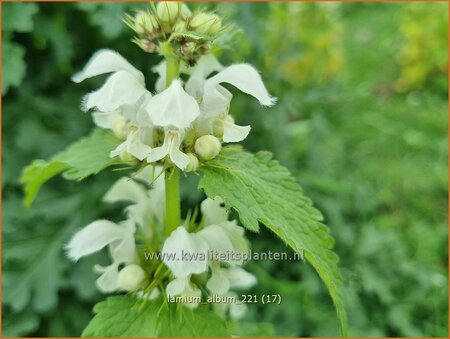 Lamium album