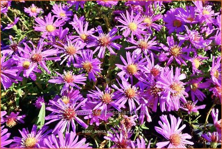 Aster &#39;Heinz Richard&#39;