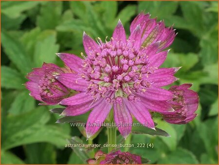 Astrantia major &#39;Cerise Button&#39;