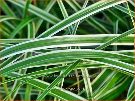 Carex &#39;White Dragon&#39;