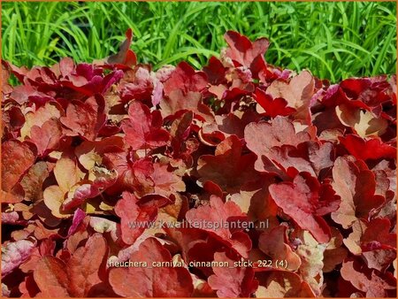 Heuchera &#39;Carnival Cinnamon Stick&#39;