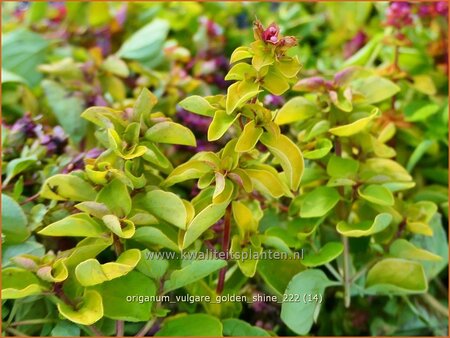 Origanum vulgare &#39;Golden Shine&#39;