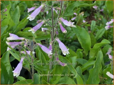 Penstemon hirsutus