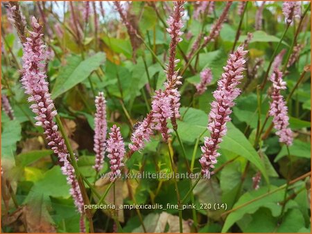 Persicaria amplexicaulis &#39;Fine Pink&#39;