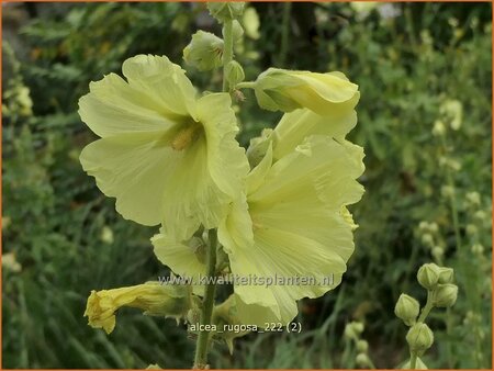 Alcea rugosa