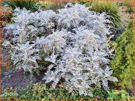 Artemisia stelleriana &#39;Boughton Silver&#39;