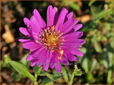 Aster &#39;Pixie Red Eye&#39;