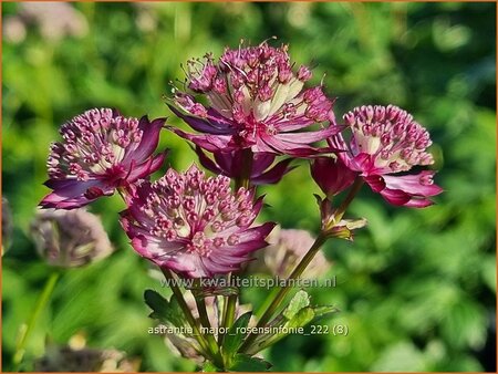 Astrantia major &#39;Rosensinfonie&#39;