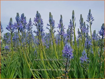 Camassia leichtlinii &#39;Blue Candle&#39; (pot 11 cm)