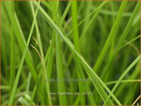 Carex flagellifera &#39;Kiwi&#39;