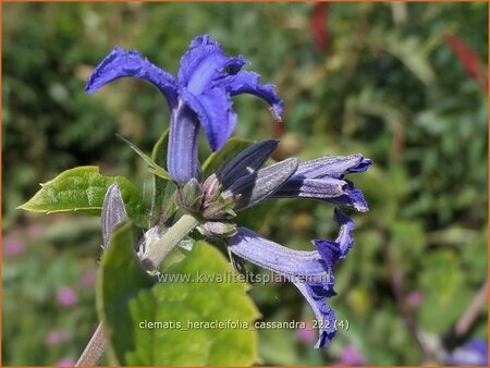 Clematis heracleifolia &#39;Cassandra&#39;