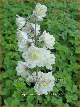 Delphinium &#39;Samba&#39; (pot 11 cm)