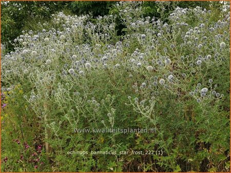 Echinops bannaticus &#39;Star Frost&#39;