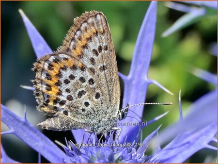 Eryngium &#39;Lapis Blue&#39;