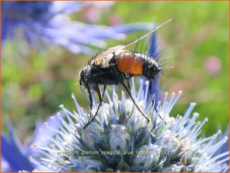 Eryngium planum &#39;Magical Blue Lagoon&#39;