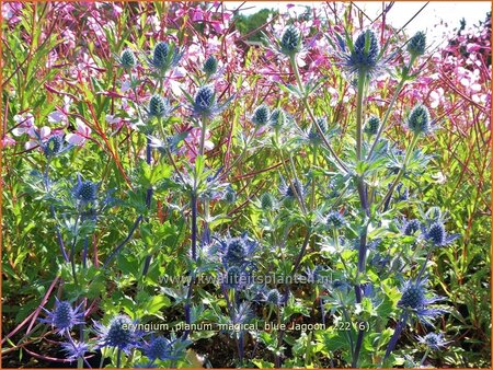 Eryngium planum &#39;Magical Blue Lagoon&#39;