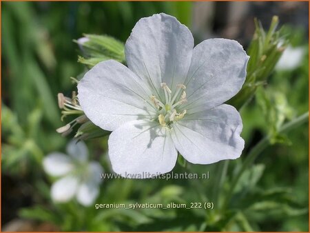 Geranium sylvaticum &#39;Album&#39;